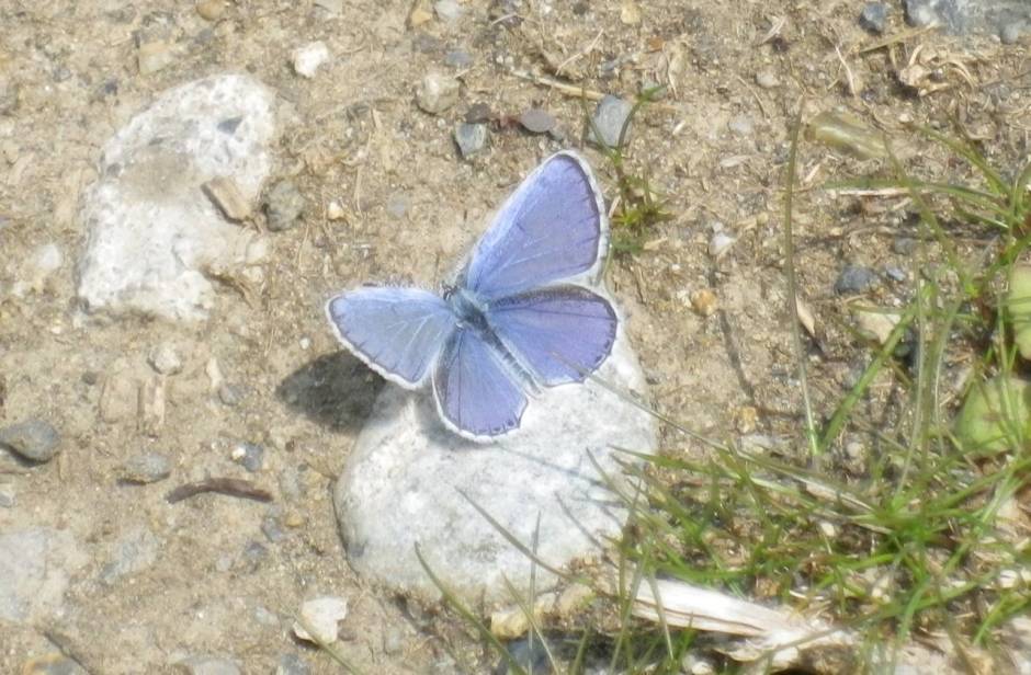 Fujioka blue butterfly.