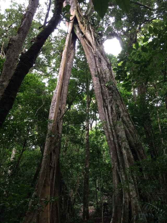 Matapalo tree (strangler fig) at Monteverde National Park, Costa Rica.